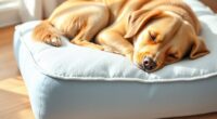 top orthopedic dog pillows