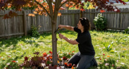 Lessons Learned From A Backyard Maple Tree In Canada | Spirituality Today
